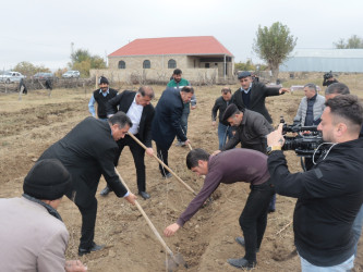 Samuxda “Heydər Əliyev ili” çərçivəsində ağacəkmə aksiyası və ümumrayon iməciliyi keçirilib