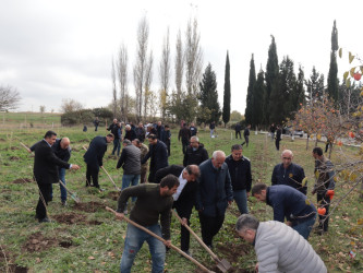 Samuxda “Heydər Əliyev ili” çərçivəsində ağacəkmə aksiyası və ümumrayon iməciliyi keçirilib